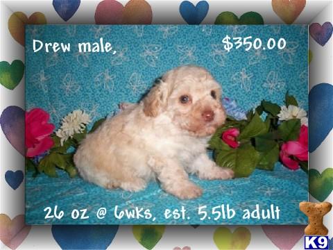 Poodle Puppies